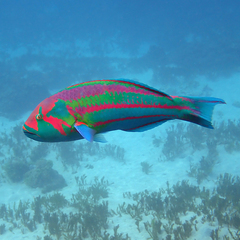 Surge Wrasse photo 4