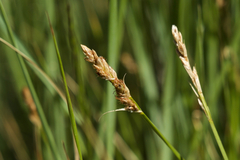 Carex fracta