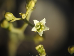 Thesium divaricatum