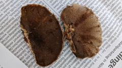 Inonotus mikadoi