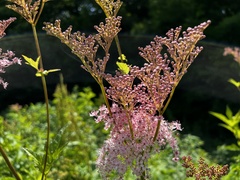 Filipendula rubra
