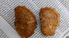 Inonotus mikadoi