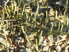 Thesium divaricatum