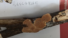 Coriolopsis glabrorigens