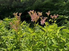 Filipendula rubra