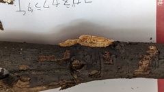 Coriolopsis glabrorigens