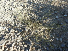 Thesium divaricatum