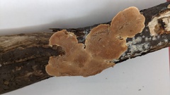 Coriolopsis glabrorigens