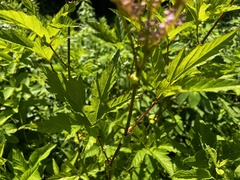 Filipendula rubra