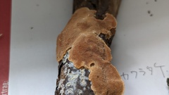 Coriolopsis glabrorigens