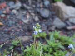 Veronica morrisonicola