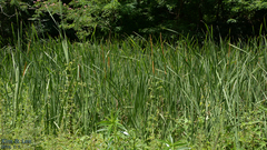 Typha orientalis