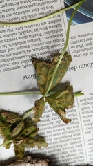 Puccinia oxalidis