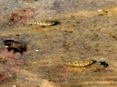 Cyprinodon variegatus