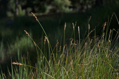 Carex fracta