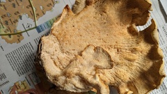 Favolus acervatus