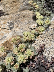 Eriogonum twisselmannii