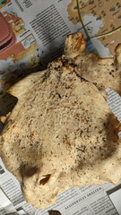 Favolus acervatus