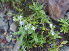 Veronica morrisonicola