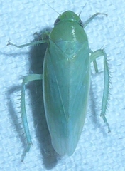 Gyponana angulata