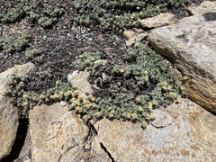 Eriogonum twisselmannii