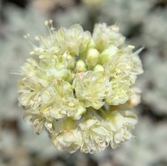 Eriogonum twisselmannii