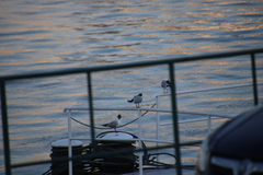 Chroicocephalus ridibundus