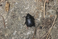 Pentodon bidens punctatus
