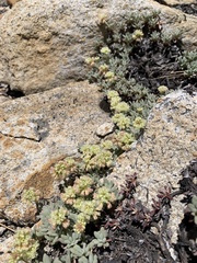 Eriogonum twisselmannii