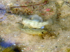 Cyprinodon variegatus
