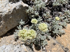 Eriogonum twisselmannii