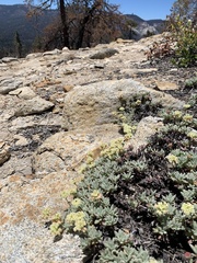 Eriogonum twisselmannii