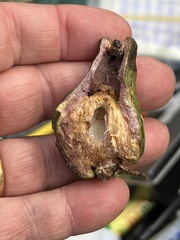 Apiomorpha variabilis