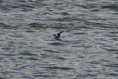 Chroicocephalus ridibundus