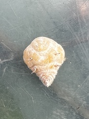 Apiomorpha variabilis