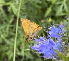 Ochlodes sylvanus