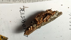 Xylobolus spectabilis