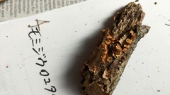 Xylobolus spectabilis