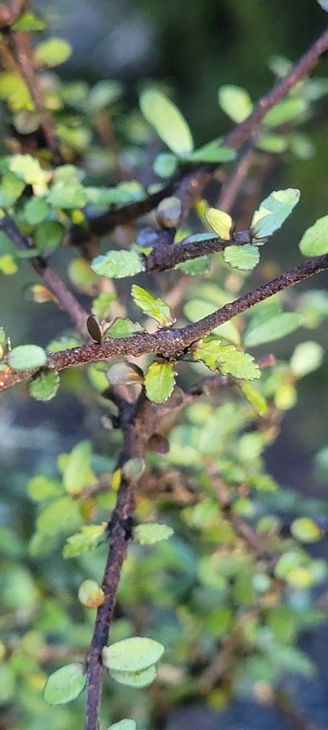 Pittosporum divaricatum