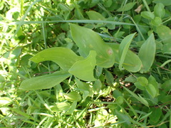Uvularia perfoliata