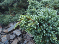 Juniperus squamata