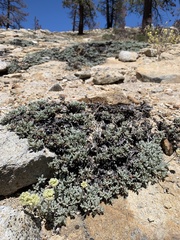 Eriogonum twisselmannii