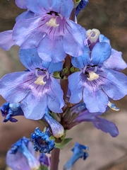 Penstemon pachyphyllus