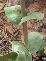 Penstemon pachyphyllus