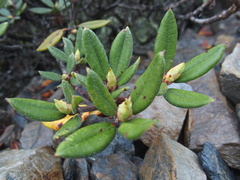 Rhododendron pseudochrysanthum