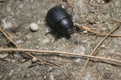 Pentodon bidens punctatus