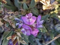 Astragalus spatulatus