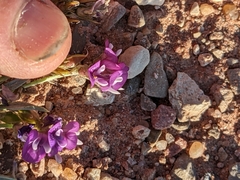 Astragalus spatulatus