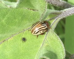 Zygogramma exclamationis