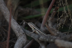 Sceloporus variabilis